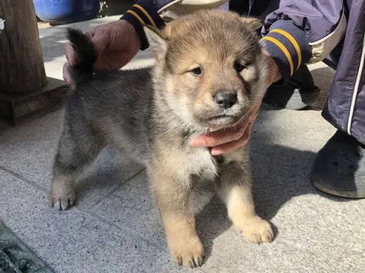四国犬のサムネイル画像5