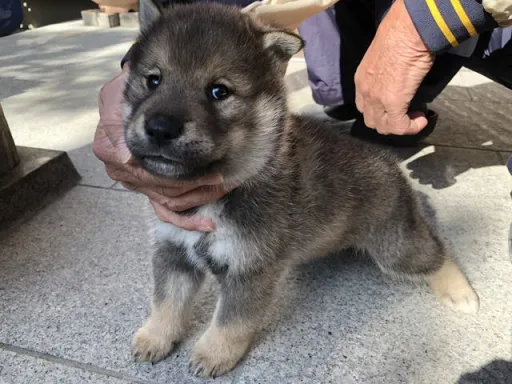 四国犬のサムネイル画像6