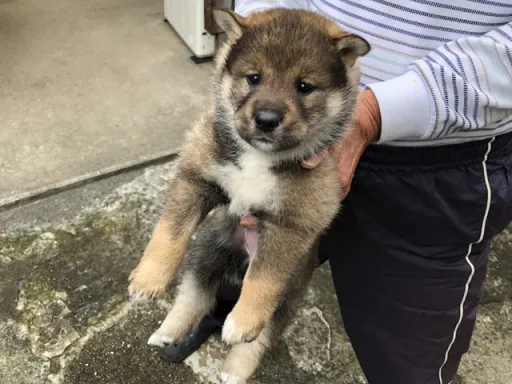 四国犬のサムネイル画像1