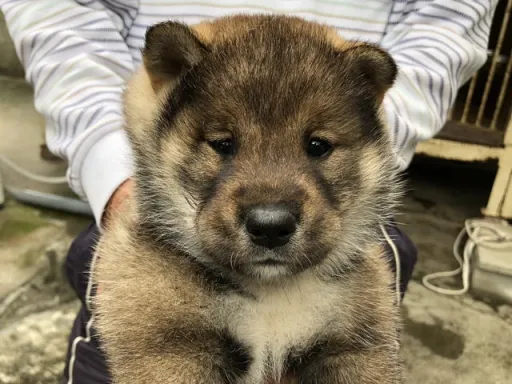 四国犬のサムネイル画像2