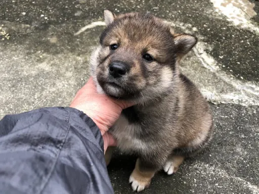 四国犬のサムネイル画像3