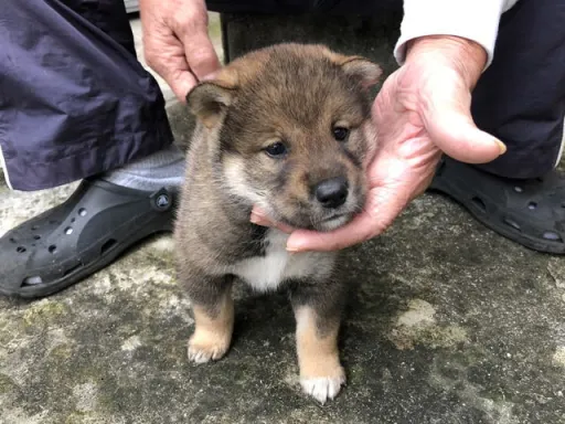 四国犬のサムネイル画像4