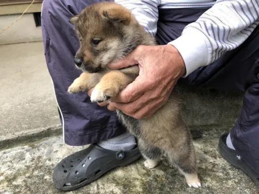 四国犬のサムネイル画像5