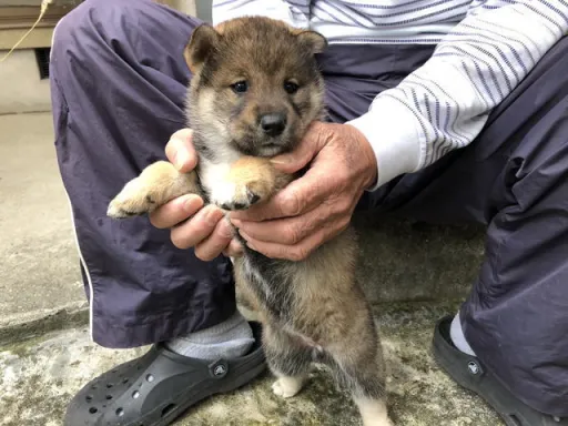 四国犬のサムネイル画像6