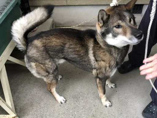 四国犬のサムネイル画像7