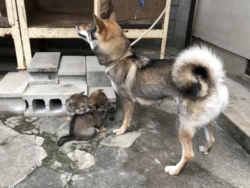 四国犬のサムネイル画像8
