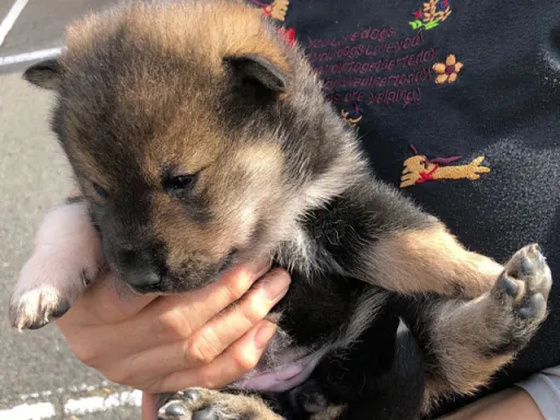 四国犬の子犬販売