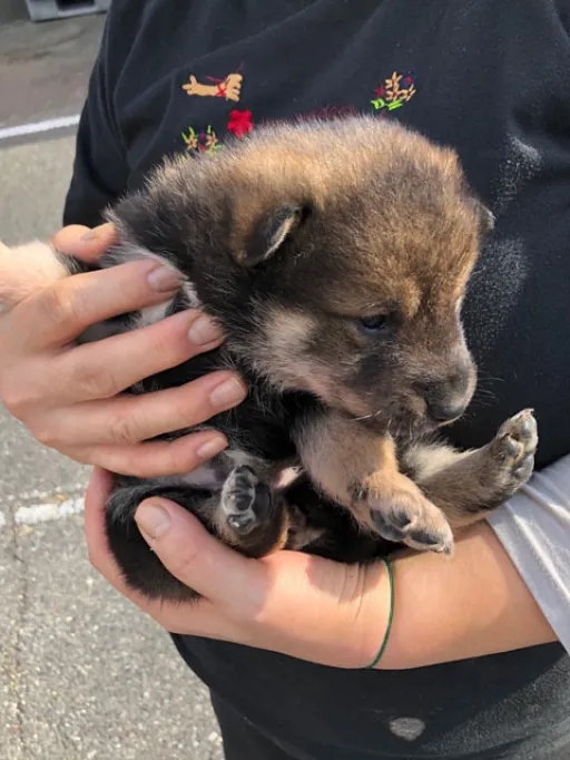 四国犬の子犬販売