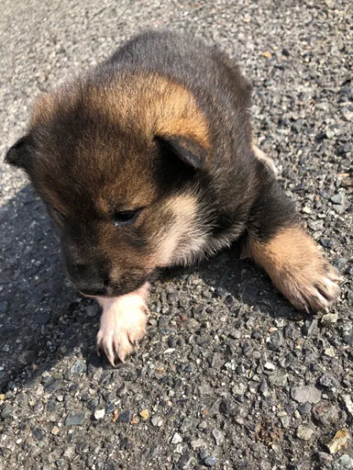 四国犬の子犬販売