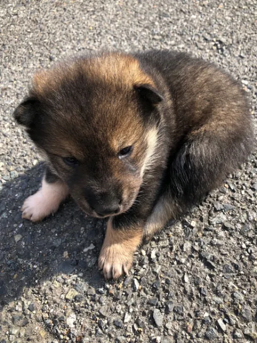 四国犬の子犬販売