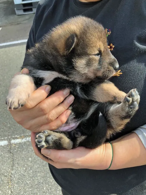 四国犬の子犬販売
