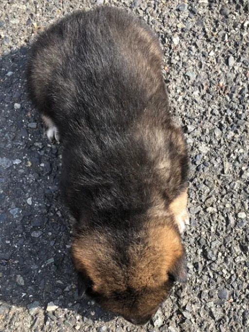 四国犬の子犬販売