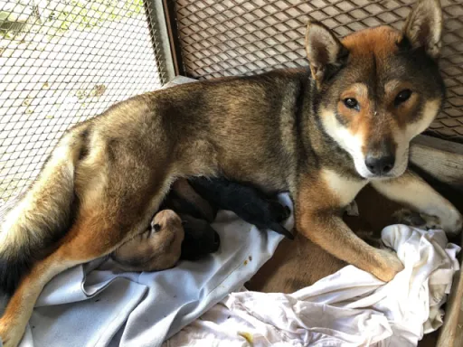 四国犬のサムネイル画像2