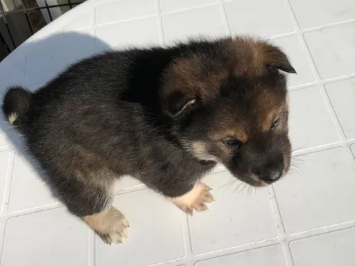 四国犬のサムネイル画像3