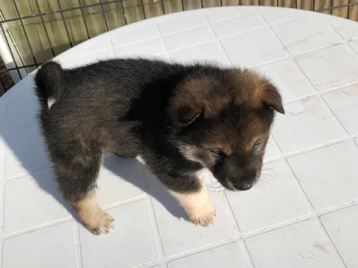 四国犬のサムネイル画像4