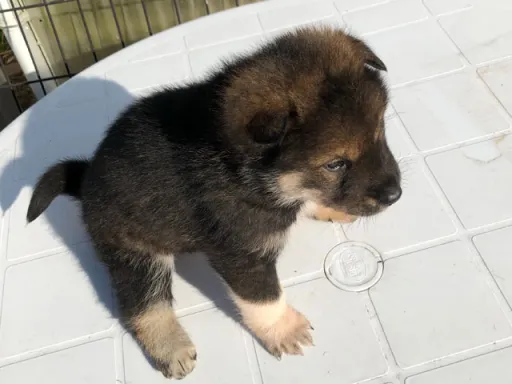 四国犬のサムネイル画像5