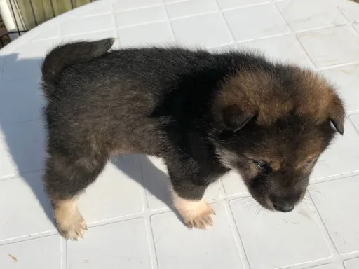 四国犬のサムネイル画像6