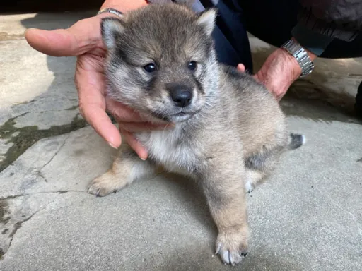 四国犬のサムネイル画像2