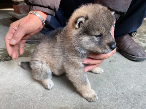 四国犬のサムネイル画像3
