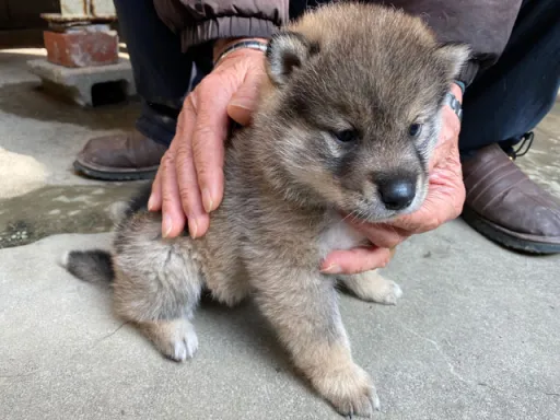 四国犬のサムネイル画像4