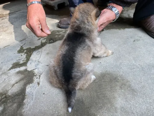 四国犬のサムネイル画像5