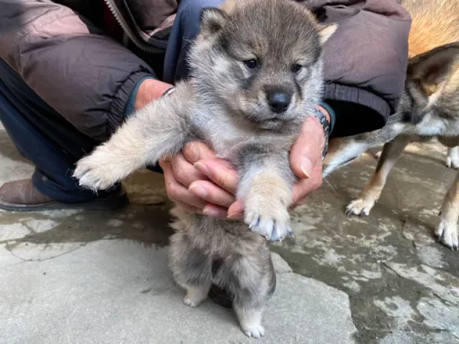 四国犬のサムネイル画像6