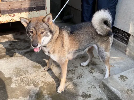 四国犬のサムネイル画像8