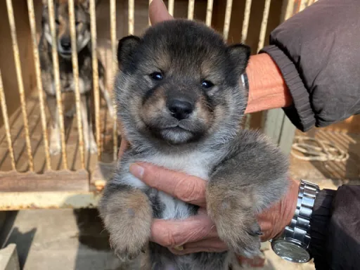 四国犬のサムネイル画像1