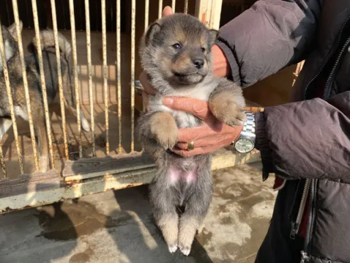 四国犬のサムネイル画像2