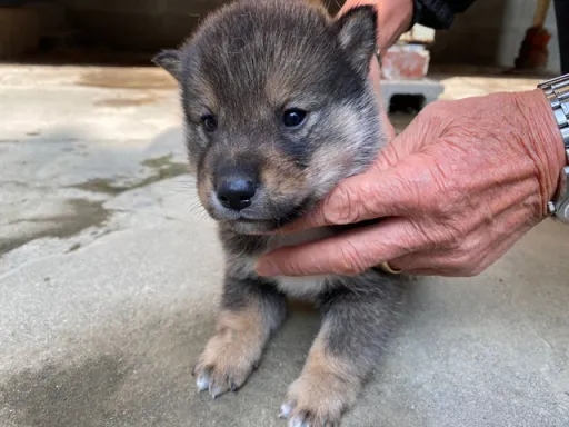 四国犬のサムネイル画像3