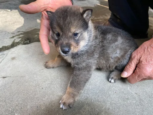 四国犬のサムネイル画像4
