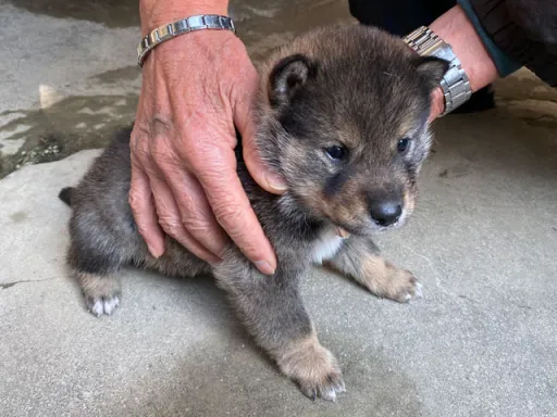 四国犬のサムネイル画像5