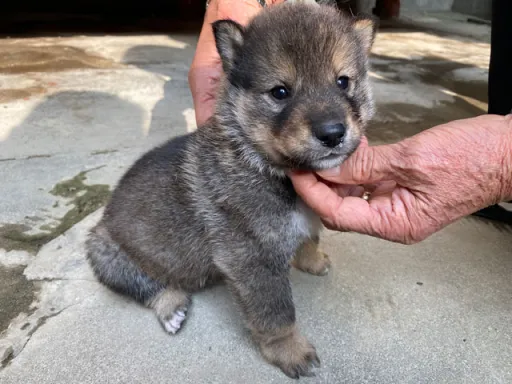 四国犬のサムネイル画像6