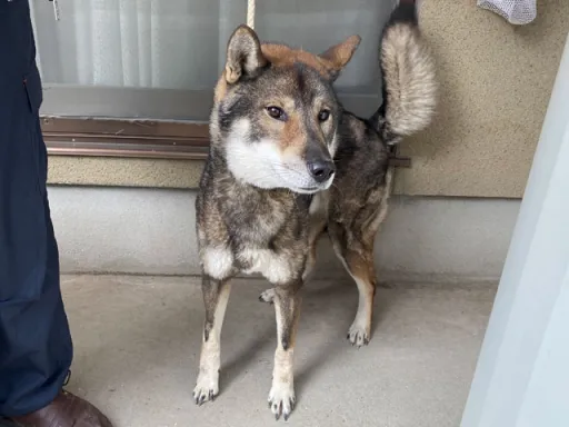 四国犬のサムネイル画像7