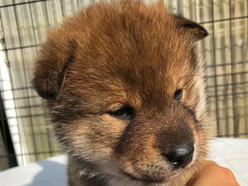 四国犬のサムネイル画像1