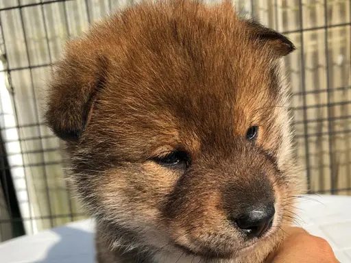 四国犬の子犬販売