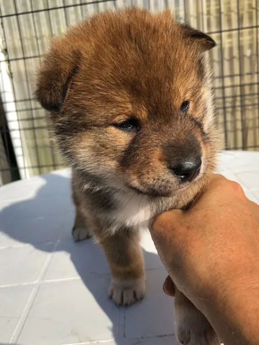 四国犬のサムネイル画像3