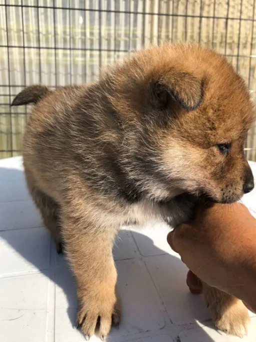 四国犬のサムネイル画像4
