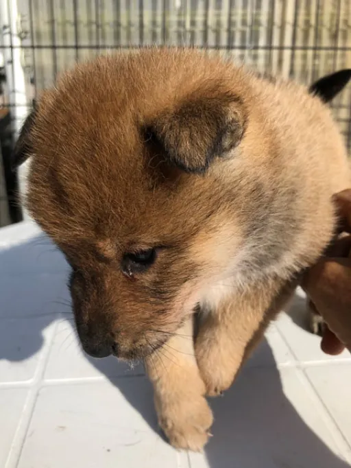 四国犬のサムネイル画像5