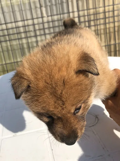 四国犬のサムネイル画像6