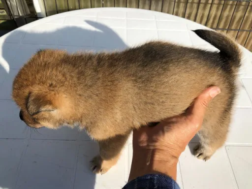 四国犬のサムネイル画像7