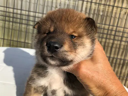 四国犬の子犬販売