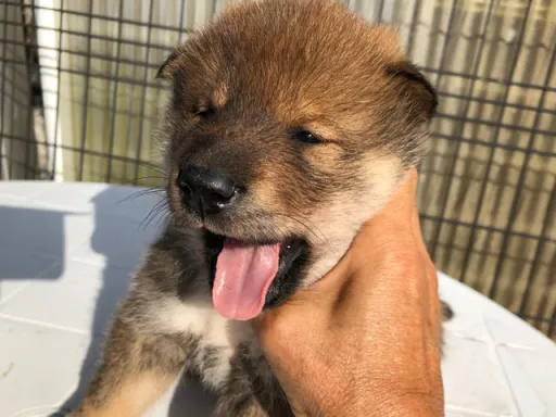 四国犬のサムネイル画像3