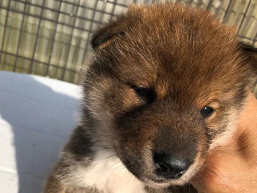 四国犬のサムネイル画像4