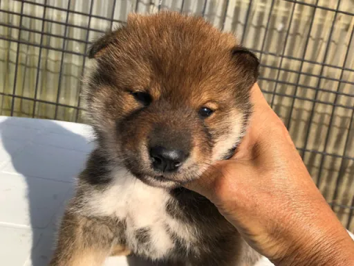 四国犬のサムネイル画像5