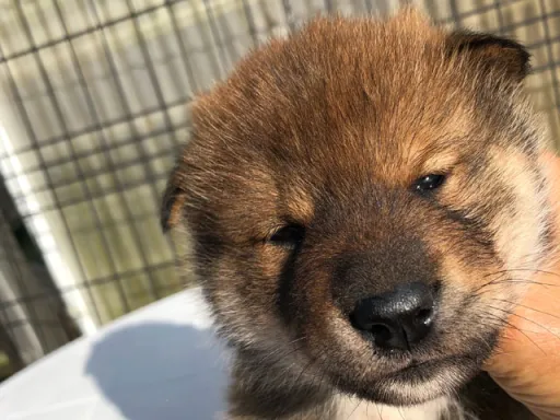 四国犬のサムネイル画像6