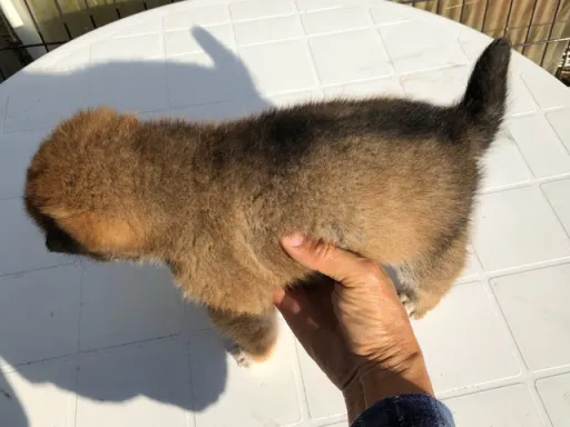 四国犬のサムネイル画像7