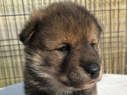 四国犬のサムネイル画像1