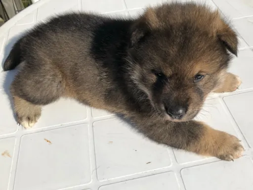 四国犬のサムネイル画像3