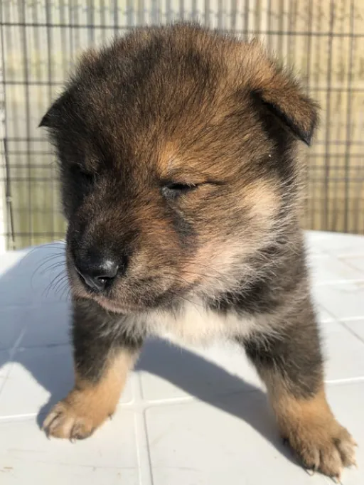 四国犬のサムネイル画像4